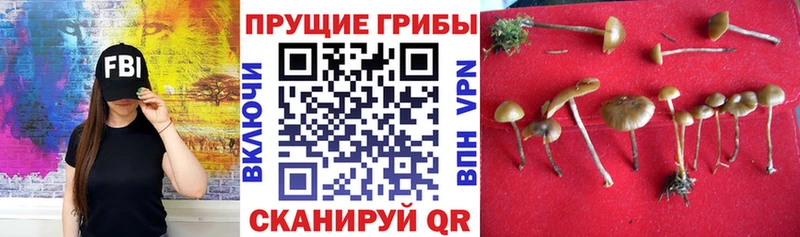 Псилоцибиновые грибы Psilocybine cubensis  кракен как зайти  Лесной 